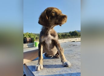 Mischlingswelpe SPENCER (3,5 Monate) sucht eine Familie!