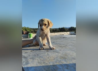 Mischlingswelpe ASTERIX (3,5 Monate) sucht eine Familie!