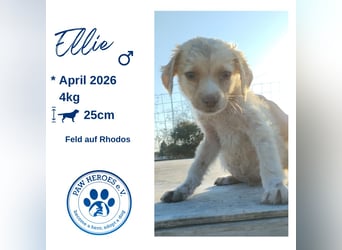 Mischlingswelpe ELLIE (3,5) sucht eine Familie!
