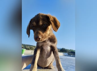 Mischlingswelpe SPENCER (3,5 Monate) sucht eine Familie!