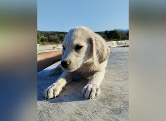 Mischlingswelpe AYLA (3,5 Monate) sucht eine Familie