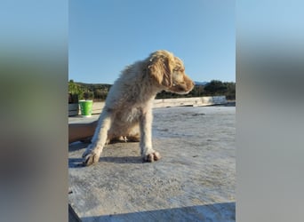 Mischlingswelpe ASTERIX (3,5 Monate) sucht eine Familie!