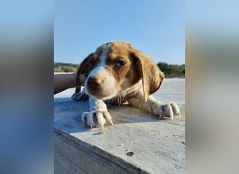 Mischlingswelpe FRITZ (3,5 Monate) sucht eine Familie!