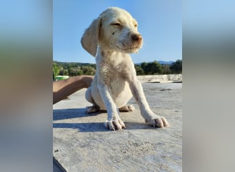 Mischlingswelpe SIMBA (3,5 Monate) sucht eine Familie