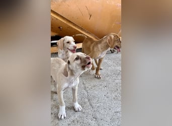 Entspannter und ruhiger Mischlingswelpe CARAMELO sucht ein Zuhause