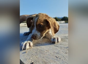 Mischlingswelpe FRITZ (3,5 Monate) sucht eine Familie!