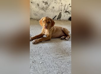 Offener, zutraulicher und er lieber Mischlingswelpe ROCKIE sucht eine Familie
