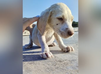 Mischlingswelpe SIMBA (3,5 Monate) sucht eine Familie