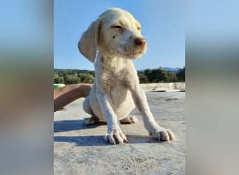 Mischlingswelpe SIMBA (3,5 Monate) sucht eine Familie