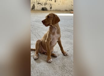 Offener, zutraulicher und er lieber Mischlingswelpe ROCKIE sucht eine Familie