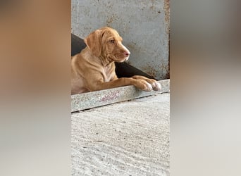 Offener, zutraulicher und er lieber Mischlingswelpe ROCKIE sucht eine Familie