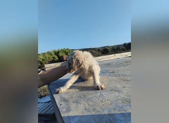 Mischlingswelpe ELLIE (3,5) sucht eine Familie!
