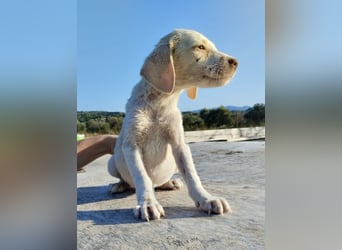 Mischlingswelpe SIMBA (3,5 Monate) sucht eine Familie
