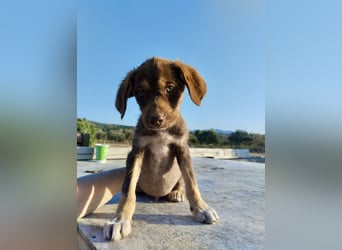 Mischlingswelpe SPENCER (3,5 Monate) sucht eine Familie!