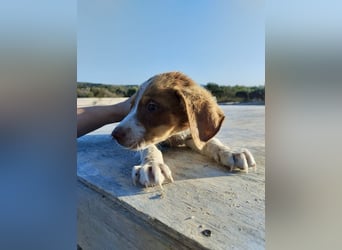 Mischlingswelpe FRITZ (3,5 Monate) sucht eine Familie!