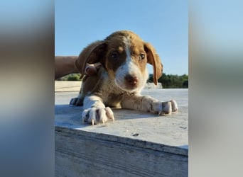 Mischlingswelpe FRITZ (3,5 Monate) sucht eine Familie!