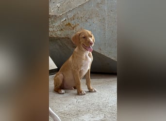 Offener, zutraulicher und er lieber Mischlingswelpe ROCKIE sucht eine Familie