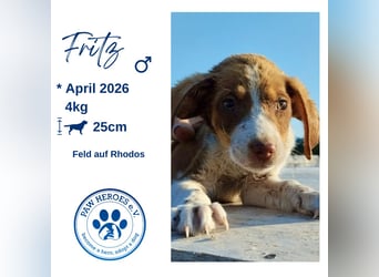 Mischlingswelpe FRITZ (3,5 Monate) sucht eine Familie!