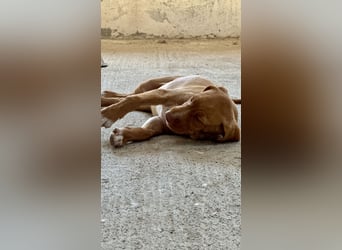 Offener, zutraulicher und er lieber Mischlingswelpe ROCKIE sucht eine Familie