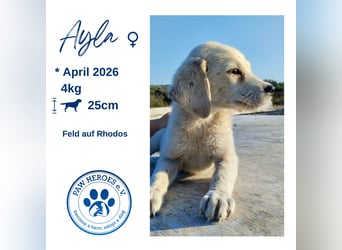 Mischlingswelpe AYLA (3,5 Monate) sucht eine Familie