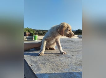 Mischlingswelpe ASTERIX (3,5 Monate) sucht eine Familie!