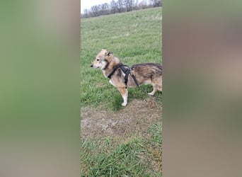 Verschmuster Teddy(38 cm,3Jahre, 10 kg) sucht liebevolles Heim