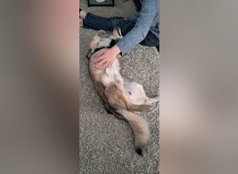 Verschmuster Teddy(38 cm,3Jahre, 10 kg) sucht liebevolles Heim