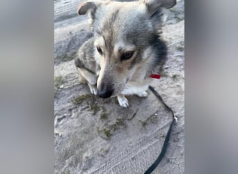 Verschmuster Teddy(38 cm,3Jahre, 10 kg) sucht liebevolles Heim