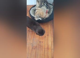 Verschmuster Teddy(38 cm,3Jahre, 10 kg) sucht liebevolles Heim