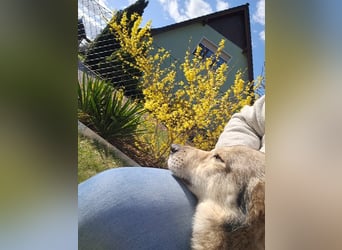 Verschmuster Teddy(38 cm,3Jahre, 10 kg) sucht liebevolles Heim