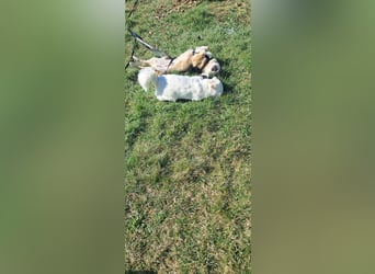 Verschmuster Teddy(38 cm,3Jahre, 10 kg) sucht liebevolles Heim