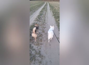 Verschmuster Teddy(38 cm,3Jahre, 10 kg) sucht liebevolles Heim