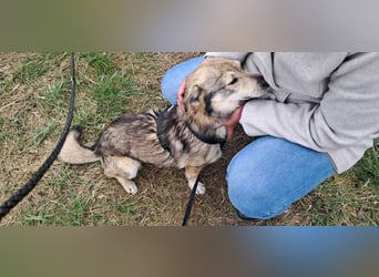 Verschmuster Teddy(38 cm,3Jahre, 10 kg) sucht liebevolles Heim