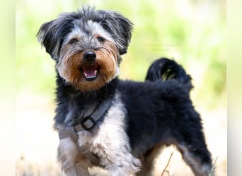Toby