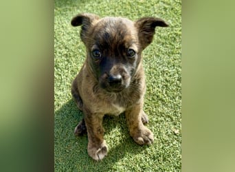 Nala