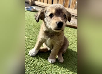 Osita