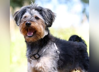 Toby