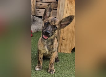 Nala