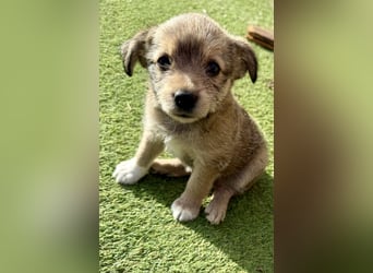 Osita