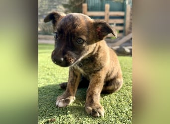 Nala