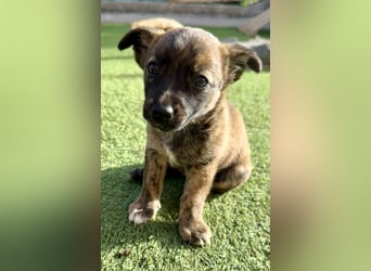 Nala