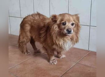 Yuki, kleiner Mischling, geb. 2013, noch sehr schüchtern