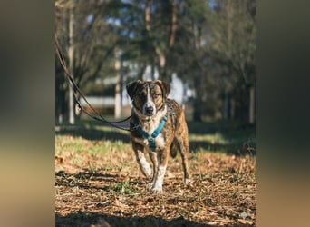  Kleines Herz sucht großes Glück: Darf Pebbles dein Seelenhund werden?