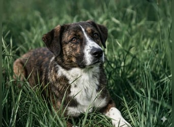  Kleines Herz sucht großes Glück: Darf Pebbles dein Seelenhund werden?