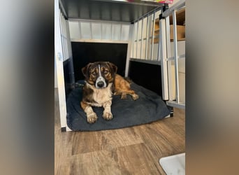  Kleines Herz sucht großes Glück: Darf Pebbles dein Seelenhund werden?