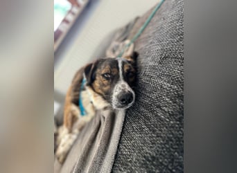  Kleines Herz sucht großes Glück: Darf Pebbles dein Seelenhund werden?