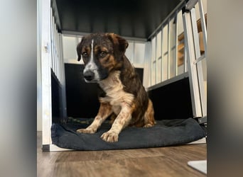  Kleines Herz sucht großes Glück: Darf Pebbles dein Seelenhund werden?
