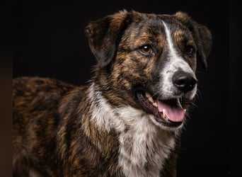  Kleines Herz sucht großes Glück: Darf Pebbles dein Seelenhund werden?