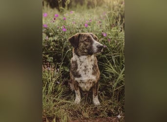 Kleines Herz sucht großes Glück: Darf Pebbles dein Seelenhund werden?