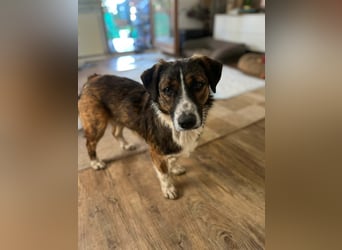  Kleines Herz sucht großes Glück: Darf Pebbles dein Seelenhund werden?